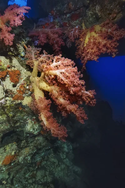 Sudan, Morze Czerwone, Sha'ab Swadi, U.W. Photo, wrak Toyoty, Alcyonarian (miękkie korale)-film Scan — Zdjęcie stockowe
