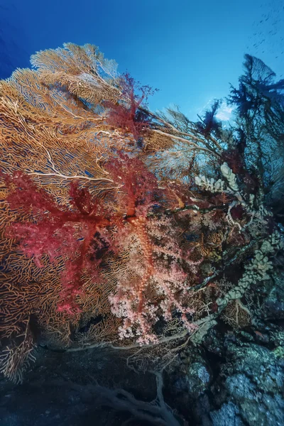 SUDAN, Mar Rosso, U.W. foto, Fan del mare tropicale (Gorgonia ventalina) e coralli molli - FILM SCAN — Foto Stock