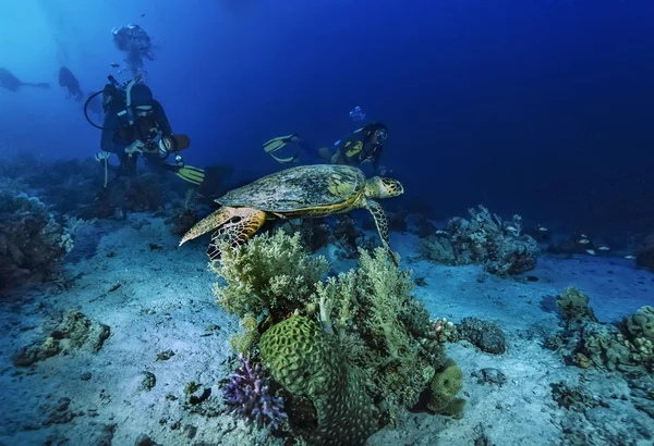 Sudan, Kızıldeniz, W.U. fotoğraf, Deniz kaplumbağası (Caretta caretta) ve tüplü dalgıçlar - Film Scan — Stok fotoğraf