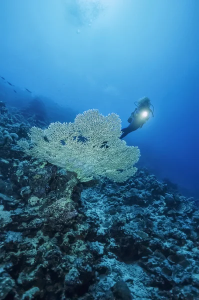 Sudan, Morze Czerwone, Zdjęcie u.w., staghorn koral (acropora tego) i nurek - skanowania filmu — Zdjęcie stockowe