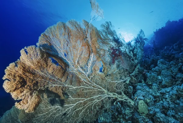 SUDÁN, Mar Rojo, U.W. foto, Ventilador de mar tropical (Gorgonia ventalina) - SCAN DE PELÍCULA —  Fotos de Stock