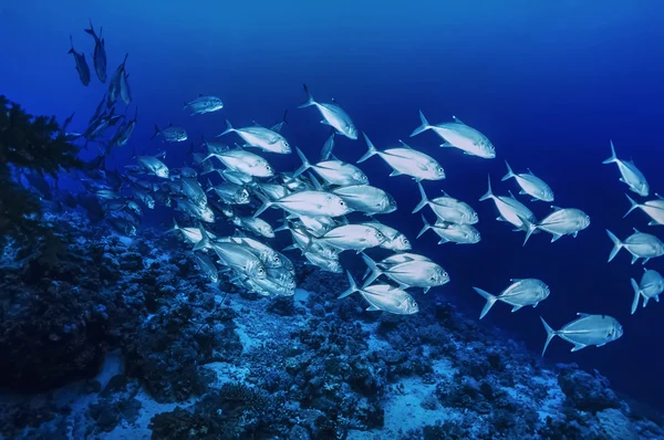 SUDÁN, Mar Rojo, U.W. foto, Sanghaneb Reef, una escuela de gatos (Caranx lugubris) - SCAN DE PELÍCULA —  Fotos de Stock