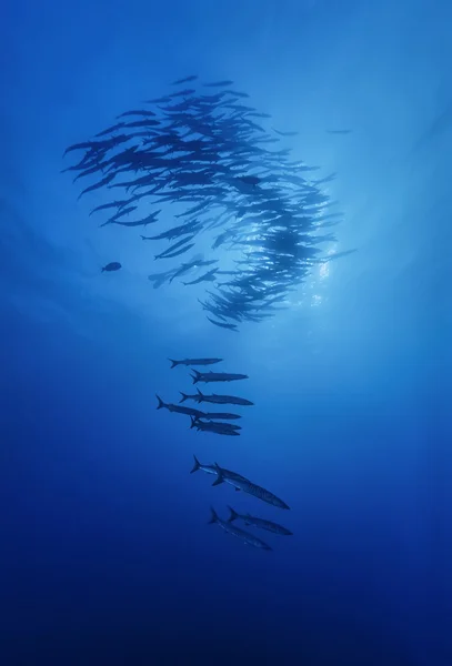 SUDAN, Red Sea, U.W. photo, Sanghaneb Reef, Barracudas school (Sphyraena barracuda) and a diver - FILM SCAN — Stock Photo, Image