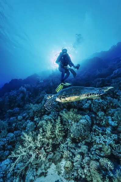 苏丹，红海，W.U.照片，海龟 (Caretta caretta)-电影扫描 — 图库照片