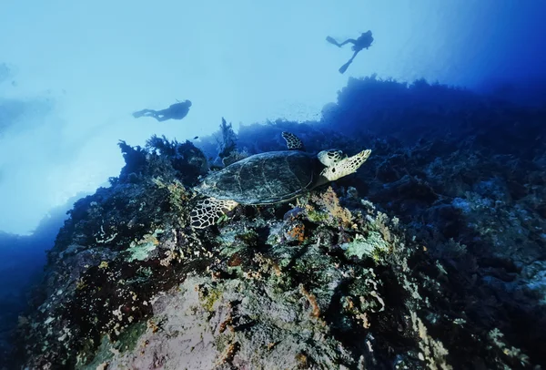 Sudan, röda havet, U.W. foto, havssköldpadda (Caretta caretta) - Film Scan — Stockfoto