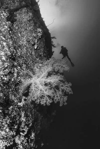 SUDAN, Red Sea, U.W. photo, tropical alcyonarian (soft coral) and a diver - FILM SCAN — Stock Photo, Image