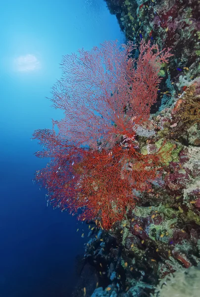 SUDAN, Mar Rosso, U.W. foto, Ventilatore del mare tropicale (Gorgonia ventalina) - FILM SCAN — Foto Stock