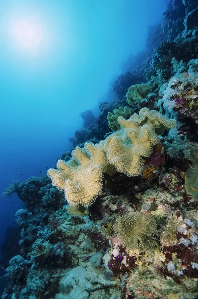 Sudan, Kızıldeniz, UW fotoğraf, yumuşak mercan - Film tarama — Stok fotoğraf
