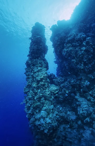 Súdán, Rudé moře, U.W. foto, útesová stěna potápění - Film Scan — Stock fotografie