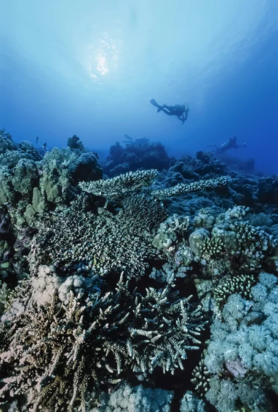 Súdán, Rudé moře, u.w. fotografie, potápěči a staghorn korály (acropora cervicornis) - skenování filmu — Stock fotografie