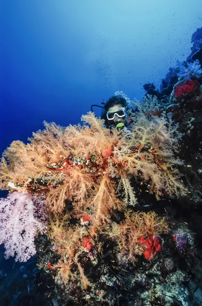 СУДАН, Красное море, Великобритания фото, дайвер и тропические алкионарии (мягкие кораллы) - FILM SCAN — стоковое фото