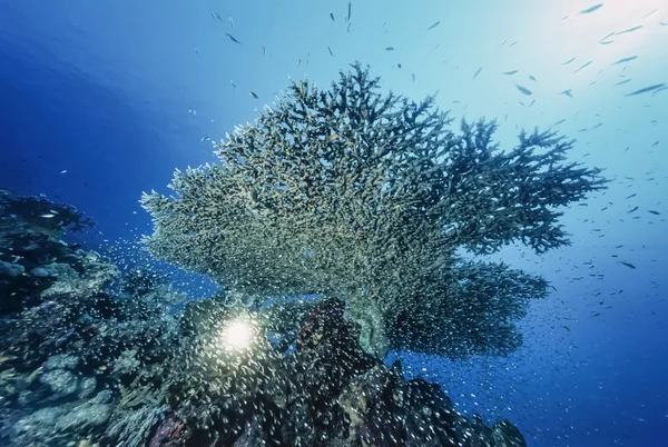 SOUDAN, Mer Rouge, U.W. photo, corail de staghorn (Acropora cervicornis) et un plongeur - FILM SCAN — Photo