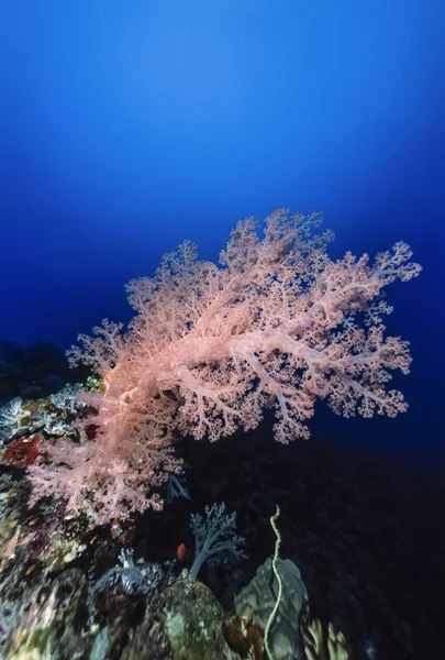 Sudan, röda havet, u.w. foto, tropiska alcyonarian (mjuka koraller) - film scan — Stockfoto