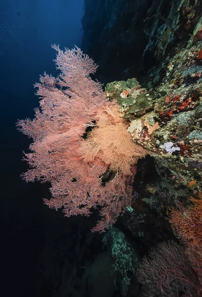 SUDAN, Red Sea, U.W. photo, tropical Sea Fan (Gorgonia ventalina) - FILM SCAN — Stock Photo, Image