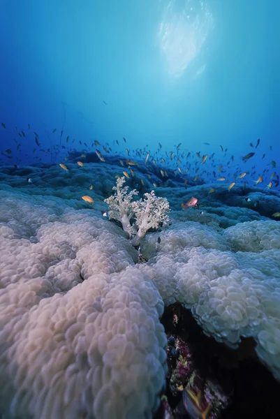 苏丹、 红海、 五颜六色的照片、 软珊瑚和小鱼群-电影扫描 — 图库照片
