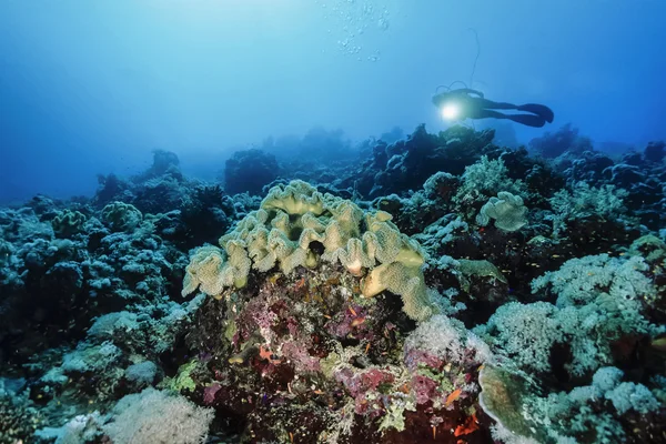 Sudan, röda havet, u.w. foto, mjuka koraller och en dykare - film scan — Stockfoto