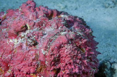 Mısır, Kızıldeniz, UW fotoğraf, Stonefish (Synanceia verrucosa) - Film tarama