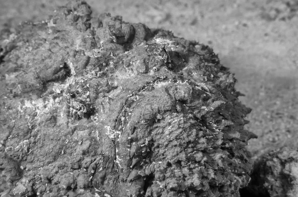 EGYPT, Red Sea, U.W. photo, Stonefish (Synanceia verrucosa) - FILM SCAN — Stock Photo, Image