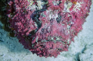 EGYPT, Red Sea, U.W. photo, Stonefish (Synanceia verrucosa) - FILM SCAN clipart