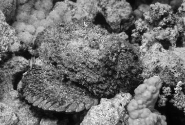 Mısır, Kızıldeniz, UW fotoğraf, Stonefish (Synanceia verrucosa) - Film tarama