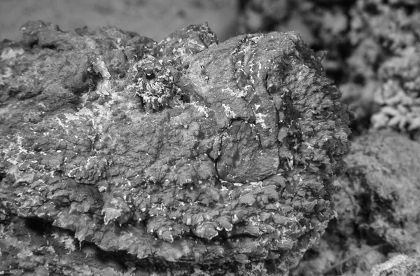 EGYPT, Red Sea, U.W. photo, Stonefish (Synanceia verrucosa) - FILM SCAN — Stock Photo, Image