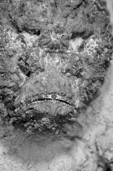 EGYPT, Red Sea, U.W. photo, Stonefish (Synanceia verrucosa) - FILM SCAN — Stock Photo, Image