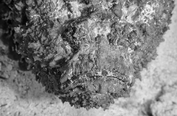 EGYPT, Red Sea, U.W. photo, Stonefish (Synanceia verrucosa) - FILM SCAN — Stock Photo, Image