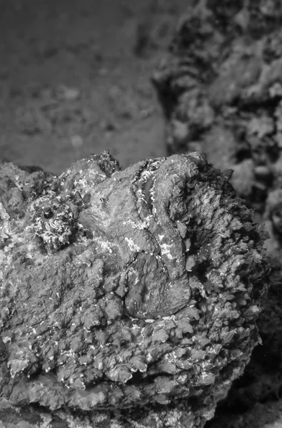 EGYPT, Red Sea, U.W. photo, Stonefish (Synanceia verrucosa) - FILM SCAN — Stock Photo, Image