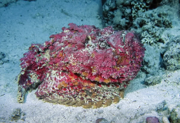 Egipt, Morze Czerwone, U.W. zdjęcie, Stonefish (Synanceia verrucosa) - Film skanowania — Zdjęcie stockowe