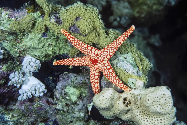Egito, Mar Vermelho, U.W. foto, estrela-do-mar tropical - FILM SCAN — Fotografia de Stock
