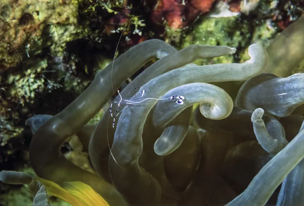 Egypt, Red Sea, U.W. photo, small tropical shrimp on an anemomes - FILM SCAN — Stock Photo, Image