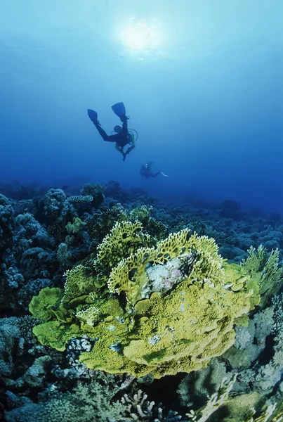Egipto, Mar Rojo, Sharm El Sheikh, U.W. foto, buceadores y coral fuego - SCAN DE PELÍCULA —  Fotos de Stock