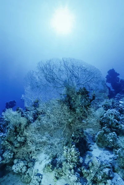 Egypten, Hurghada, Sharm El Sheikh, U.W. foto, tropiska havet fläktar (Gorgonia ventalina) - Film Skanna — Stockfoto
