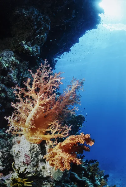 SUDÃO, Mar Vermelho, Sharm El Sheikh, U.W. foto, alcionário tropical (coral macio) - FILM SCAN — Fotografia de Stock