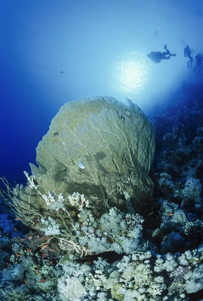 Egypt, Red Sea, Sharm El Sheikh, U.W. photo, divers and a tropical Sea Fan (Gorgonia ventalina) - FILM SCAN — Stock Photo, Image