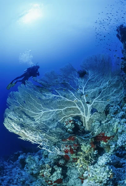 Египет, Красное море, Шарм-эль-Шейх, Великобритания фото, дайвер и тропический фанат моря (Gorgonia ventalina) - FILM SCAN — стоковое фото