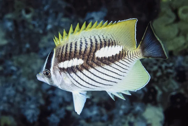 Egypt, Red Sea, Sharm El Sheikh, U.W. photo, tropical fish - FILM SCAN — Stock Photo, Image