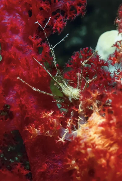 Egito, Mar Vermelho, Sharm El Sheikh, U.W. foto, caranguejo tropical pequeno em um coral suave - FILM SCAN — Fotografia de Stock