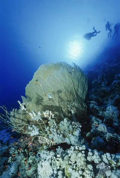 Egipto, Mar Rojo, Sharm El Sheikh, U.W. foto, buceadores y un ventilador de mar tropical (Gorgonia ventalina) - SCAN DE PELÍCULA — Foto de Stock
