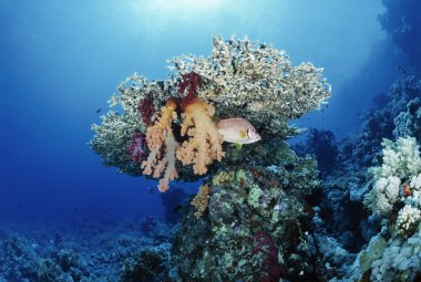 Mısır, Kızıldeniz, Sharm El Sheikh, UW fotoğraf, Humphead Wrasse (Cheilinus undulatus) ve yumuşak mercanlar - Film tarama