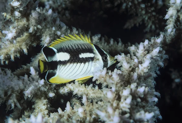 Egypt, Red Sea, Sharm El Sheikh, U.W. photo, tropical fish - FILM SCAN — Stock Photo, Image