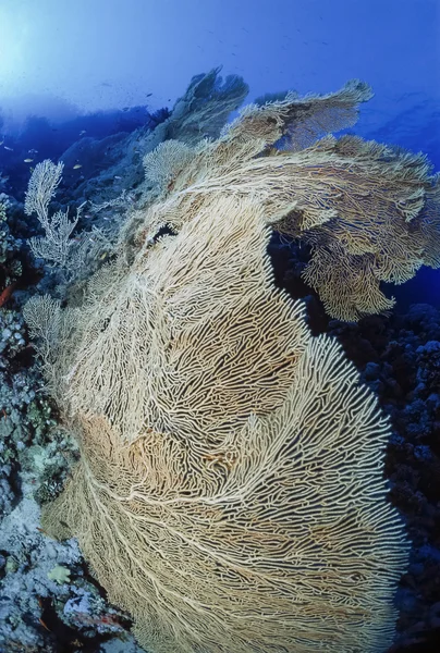 Mısır, Kızıldeniz, Sharm El Sheikh, UW fotoğraf, tropikal deniz Fan (Gorgonia ventalina) - Film tarama — Stok fotoğraf