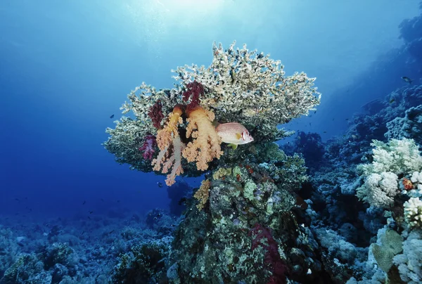 Egypt, Rudé moře, Sharm El Sheikh, U.W. foto, černé samci a žluté pyskoun (Cheilinus undulatus) a měkkých korálů - Film Scan — Stock fotografie