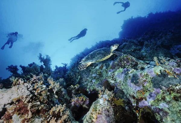 Egito, Mar Vermelho, Sharm El Sheikh, U.W. foto, mergulhadores e uma tartaruga marinha (Caretta caretta) - FILM SCAN — Fotografia de Stock