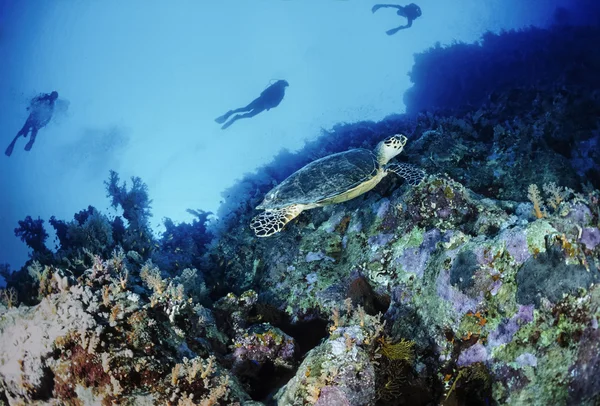 Egito, Mar Vermelho, Sharm El Sheikh, U.W. foto, mergulhadores e uma tartaruga marinha (Caretta caretta) - FILM SCAN — Fotografia de Stock