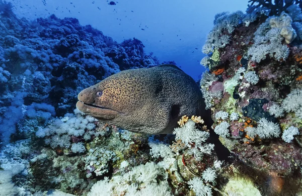 EGYPT, Red Sea, Sharm El Sheikh, U.W. photo, tropical moray eel - FILM SCAN — Stock Photo, Image