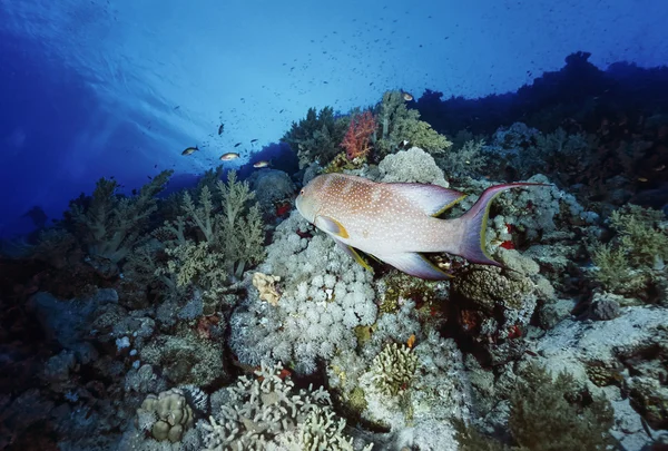 EGITO, Mar Vermelho, Sharm El Sheikh, U.W. foto, agrupador vermelho manchado tropical (Epinephelus sp.) - FILM SCAN — Fotografia de Stock