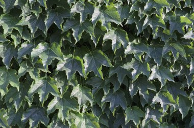 İtalya, Sicilya, bahçenin duvarında sarmaşık bitkisi (Hedera)