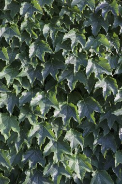 İtalya, Sicilya, bahçenin duvarında sarmaşık bitkisi (Hedera)