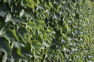 İtalya, Sicilya, bahçenin duvarında sarmaşık bitkisi (Hedera)